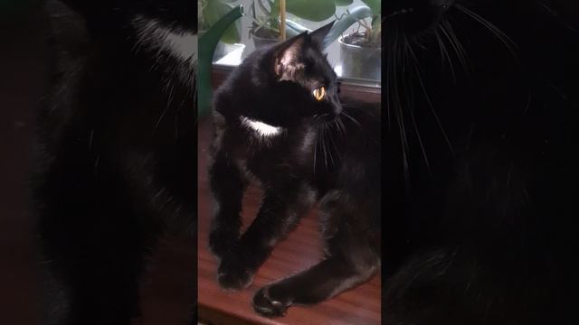 ПАНТЕРА смотреть онлайн