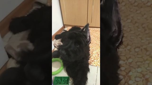 п-к Роман-Кош..Дочь Роман-Кош Урсола Цифелия Императрица 3 мес. Евпатория. 21г. январь 19 смотреть онлайн