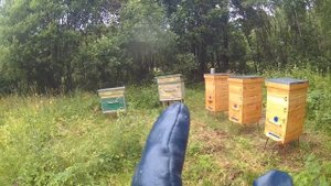 Пчелиная пасека с нуля. 9 серия. Борьба за 2 улья.mp4