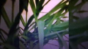 Пырей ;лечебные свойства , противопоказания и рецепты.