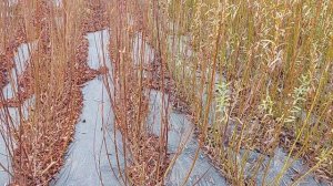 ИВА-ПАРК. Плантация ивы. 29 октября 2021 год.