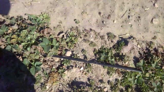 Клубника Румба. смотреть онлайн