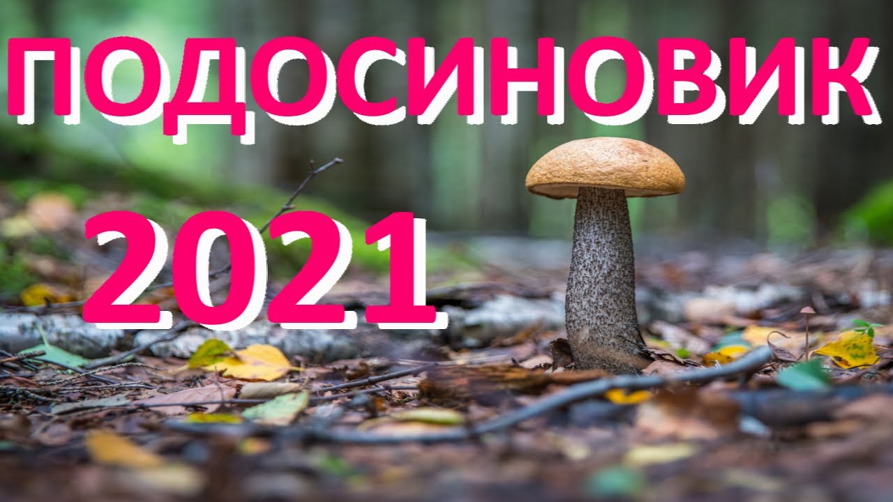 _Тихая охота_. Разведка по грибам смотреть онлайн