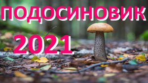 _Тихая охота_. Разведка по грибам