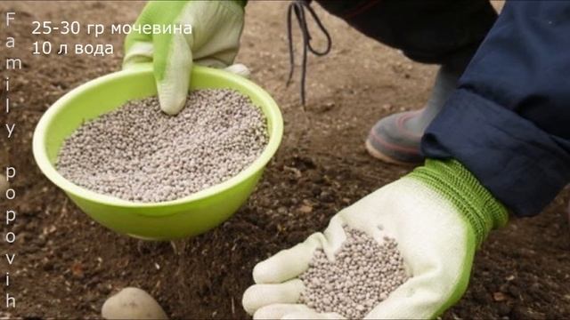 Картофель ЛУЧШЕЕ Органическое Удобрение для Картофеля при Посадке в Лунку для Увеличения Урожая