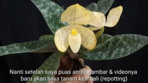 Paphiopedilum concolor || Unboxing - Repotting  Anggrek Sukses