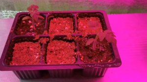 ПОСЕВ СЕМЯН РЕДИСКИ В ЯИЧНЫХ ЛОТКАХ И ВЫРАЩИВАНИЕ ДОМА НА ПОДОКОННИКЕ - РЕДИСКА НА ОКНЕ ЗИМОЙ РЕДИС