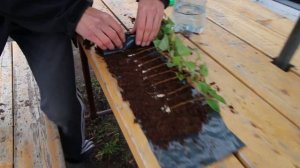 Укоренение черенков метельчатой гортензии в рулоне