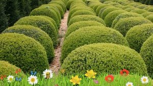 Самшит вечнозеленый ? Обзор: посадка и уход. крупномеры, саженцы самшита : описание и особенности