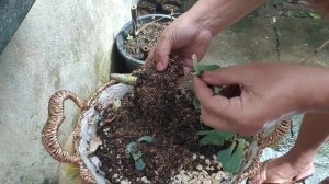 ROSE CABBAGE  HEALTHY OUTSIDE DYING INSIDE