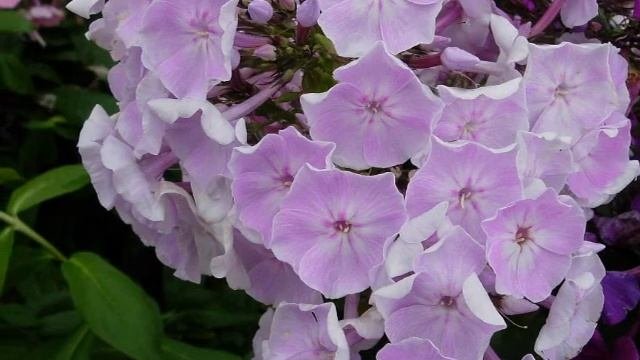 Флоксы. Голубицкая Любовь Фёдоровна