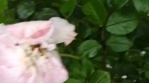 Роза Джеймс галвей после сильного дождя. Ужас. Ни одного цветка не осталось.