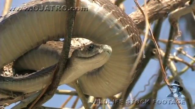 Black Mamba in Tree 05, Deadly Venomous Snake смотреть онлайн