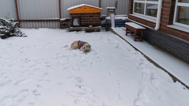 Жучка снегурочка и секрет Мякиша раскрыт.