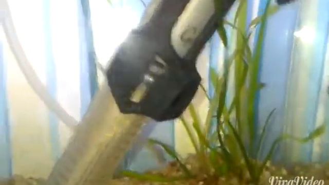 Мальки гуппи в новом аквариуме ЧАСТЬ 1