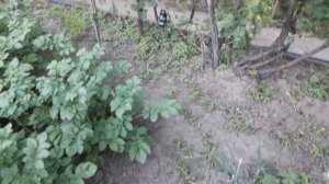 Как избавиться за 1 минуту от колорадского жука на картошке!