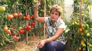 Как ухаживать за томатами в сентябре
