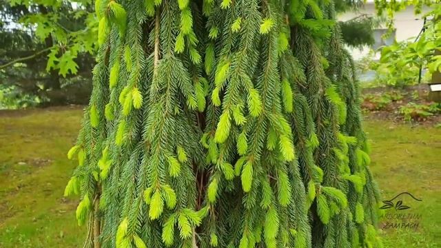 Picea abies 'Inversa' smrk ztepilý смотреть онлайн