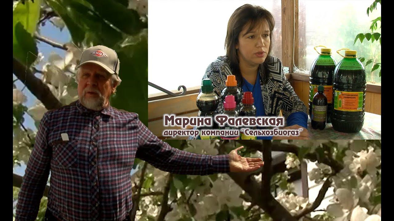 Как и чем подкормить плодовые деревья на своем участке! смотреть онлайн