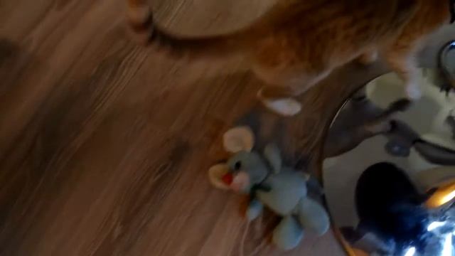 Кот играет с лазеркой с игрушкой. Кот на елке. Рыжий кот