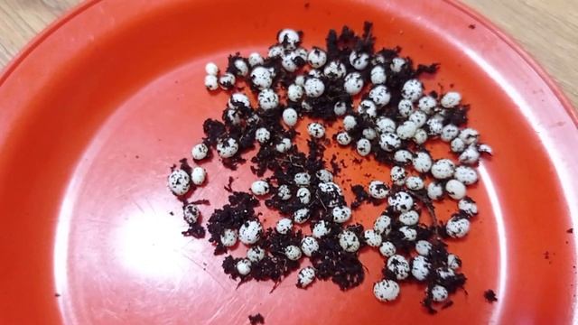 ?КЛАДКА УЛИТОК АХАТИНА ИММАКУЛЯТА?ИНКУБАЦИЯ ЯИЦ? смотреть онлайн