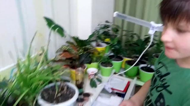 Мои экзотические растения смотреть онлайн