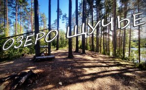 Озеро Щучье в Сосново Ленинградской области ⚡️ Лучшее место для отдыха с палатками /