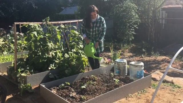 ОСОБЕННОСТИ ВЫРАЩИВАНИЯ ЗЕМЛЯНИКИ САДОВОЙ смотреть онлайн