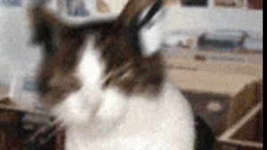 Stick боты и робот?