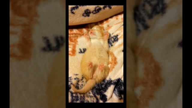 Котенок во сне смотреть онлайн