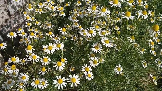 Сбор ромашки и легенда об этом цветке смотреть онлайн