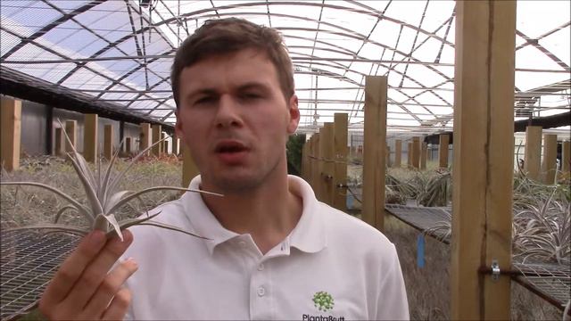 Tillandsia ixioides (Planta Brutt video 30) Deutsch смотреть онлайн