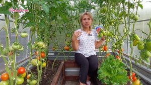 Обзор семян помидор?. Это те семена, которые я сажаю каждый год. @galabum