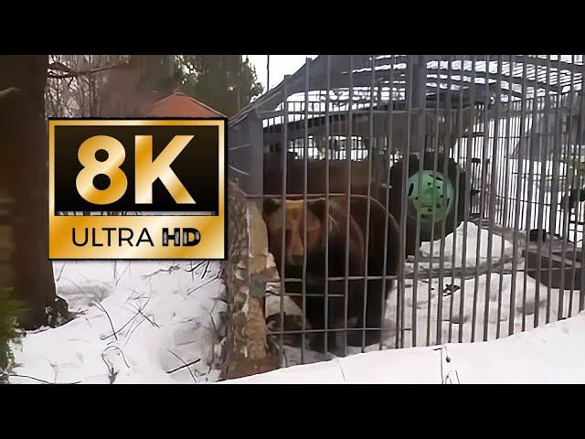 Не лезь, она тебя сожрёт ! (8K UHD)