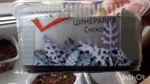 Отличная  рассада цветов.#колеусы#рассада#цветы# цинерария#дача