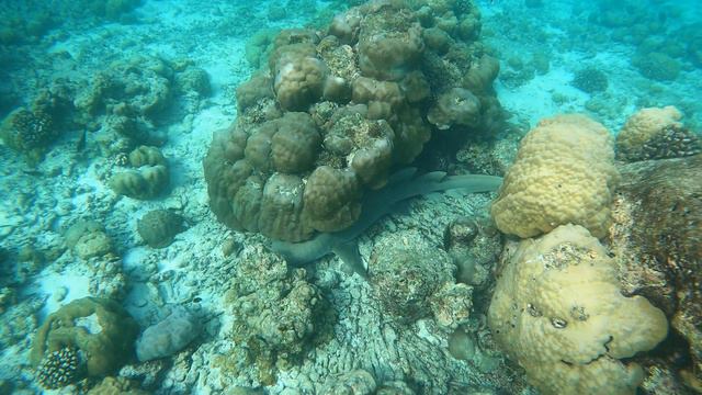 Акула-нянька в кораллах смотреть онлайн