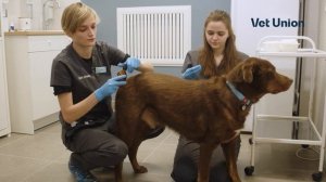 Как правильно измерить температуру питомцу