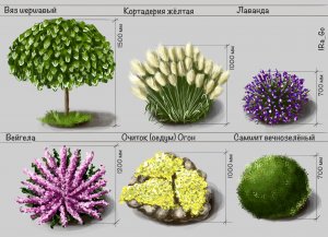 Ботанические зарисовки для ландшафта. Таймлапс