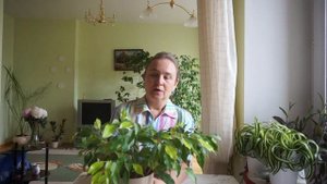 Фикус Бенджамина. Опадают листья ! Почему? Что делать?