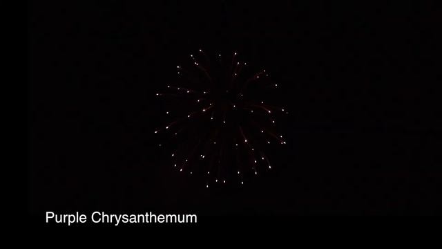 Purple Chrysanthemum смотреть онлайн