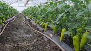 Перец Лотта F1, март, первый сбор.