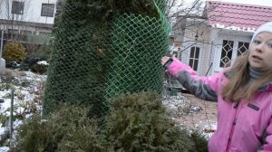 Укрытие хвойных растений на зиму