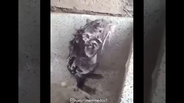 Прикол крыса моется смотреть онлайн