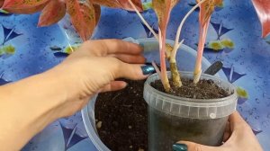 Красотка АГЛАОНЕМА Просперити?Размножение?Отделение деток?Укоренение?Обработка?Грунт?О цветении?Ухо