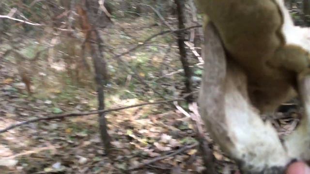 Первый в этом году Подберёзовик .И какой ??? Просто монстр 2020.Я такого ещё не видел !!! смотреть онлайн