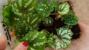 Бегония  DS  Арбузик, знакомство с сортом