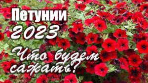 Петунии 2023. Что будем сажать?