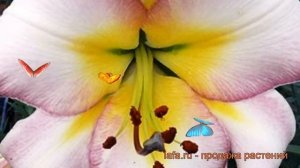 Лилия от-гибрид Бейджинг Мун ? обзор: как сажать, луковицы лилии Бейджинг Мун