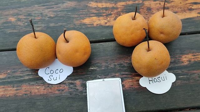 Японские груши сорта Коко Суи (Coco Sui)  и Хосуи (Hosui). Особенности выращивания смотреть онлайн