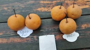 Японские груши сорта Коко Суи (Coco Sui) и Хосуи (Hosui). Особенности выращивания